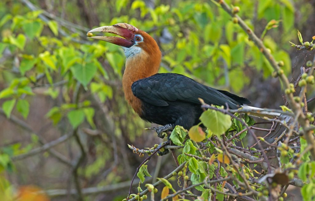 narcondam-hornbill
